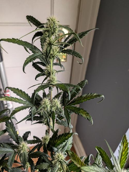 Guava Runtz Auto. Week 7