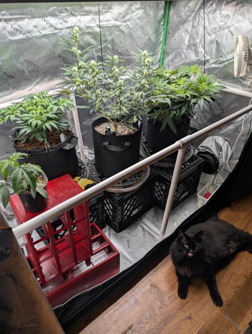 Melonade K. Week 7