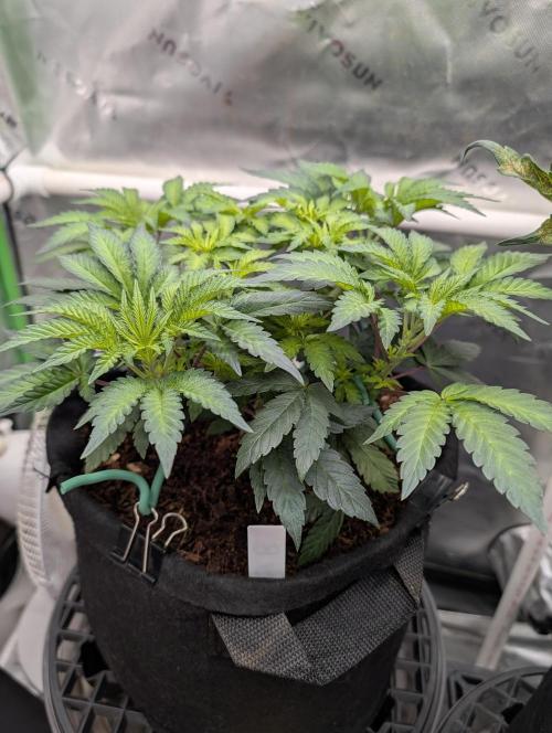 Melonade K. Week 7