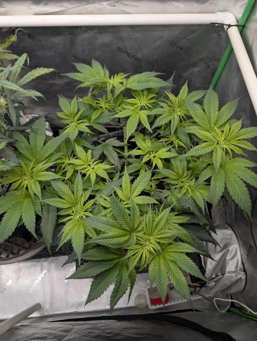 Melonade K. Week 7