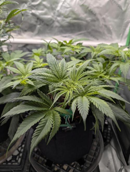 Melonade K. Week 7