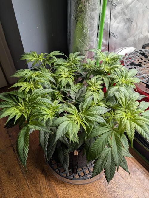 Melonade K. Week 7