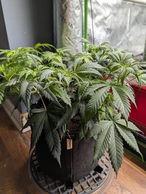 Melonade K. Week 7