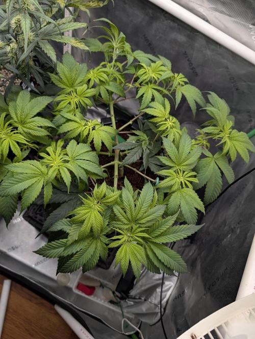 Melonade K. Week 7