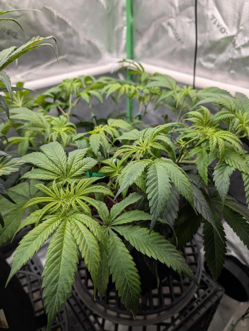 Melonade K. Week 7