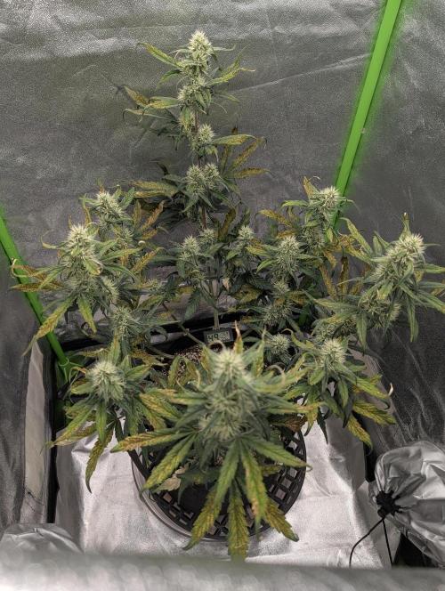 Guava Runtz Auto. Week 8