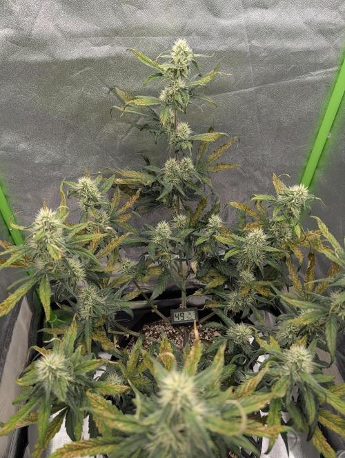 Guava Runtz Auto. Week 8