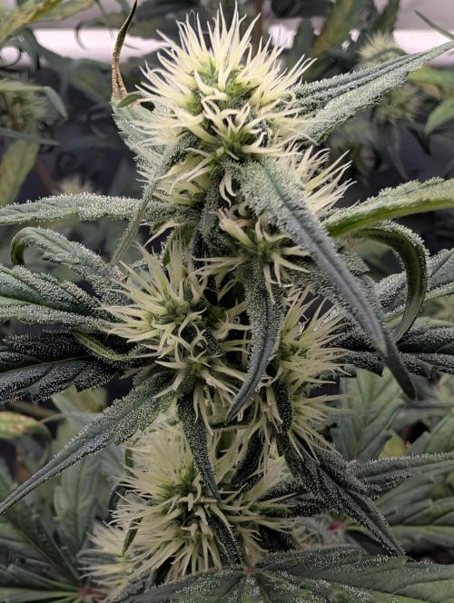 Guava Runtz Auto. Week 8