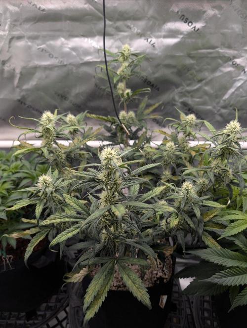 Guava Runtz Auto. Week 8