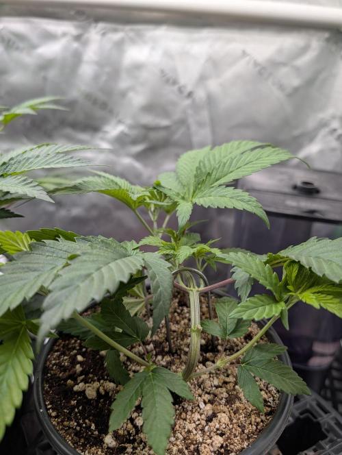 Litty Bag seed. Week 5