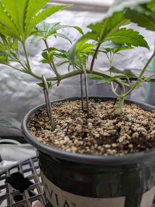 Litty Bag seed. Week 5