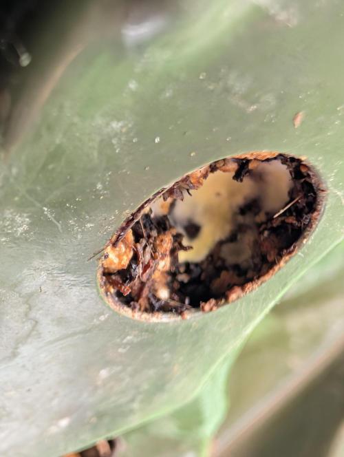 Serbet Bag seed. Week 5