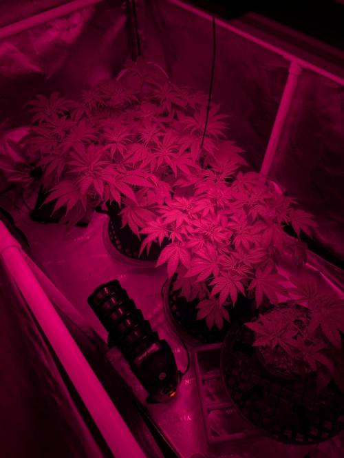Buster of Lungs. Week 8