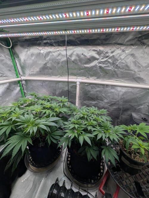 Buster of Lungs. Week 8