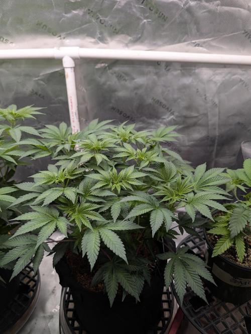Buster of Lungs. Week 8