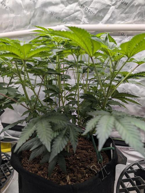 Buster of Lungs. Week 8