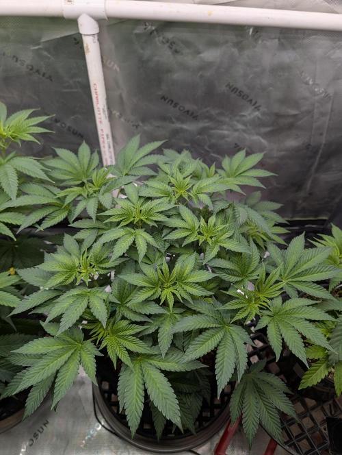 Buster of Lungs. Week 8