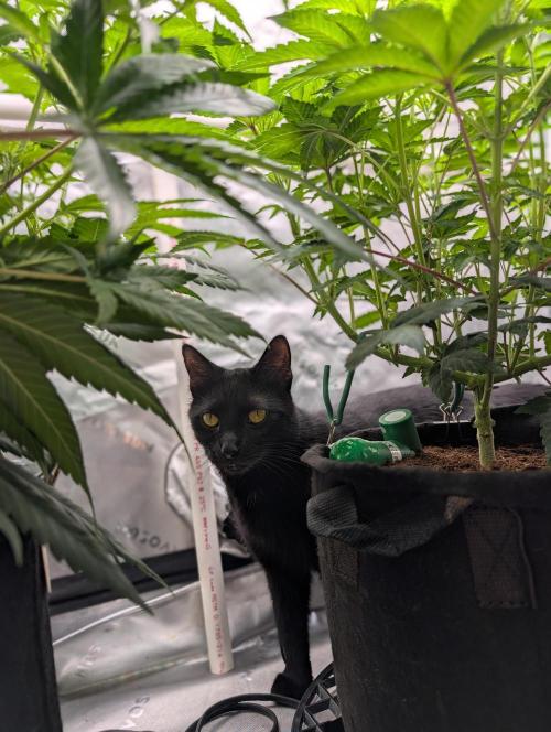 Buster of Lungs. Week 8