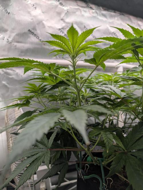 Melonade K. Week 8