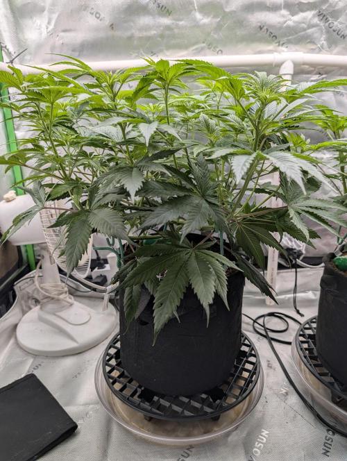 Melonade K. Week 8