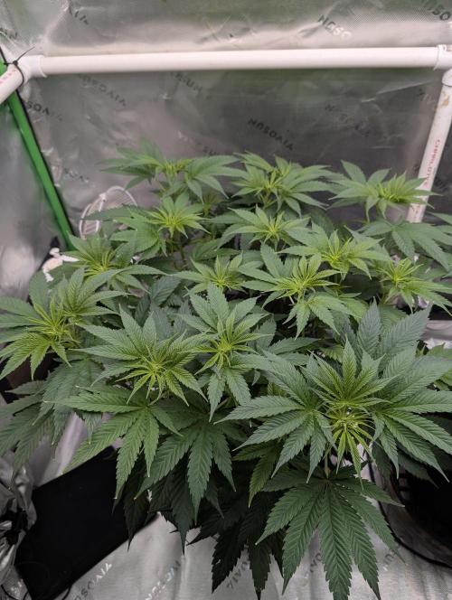 Melonade K. Week 8