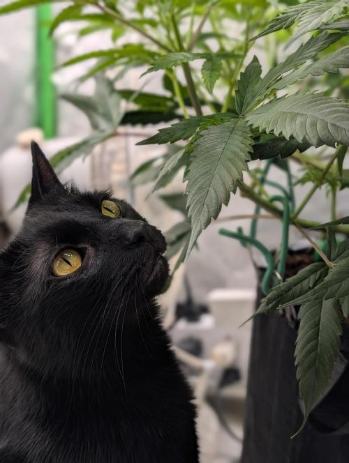 Melonade K. Week 8