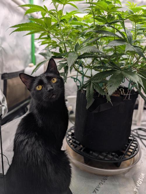 Melonade K. Week 8