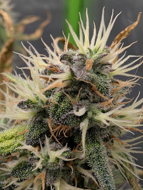 Guava Runtz Auto. Week 9