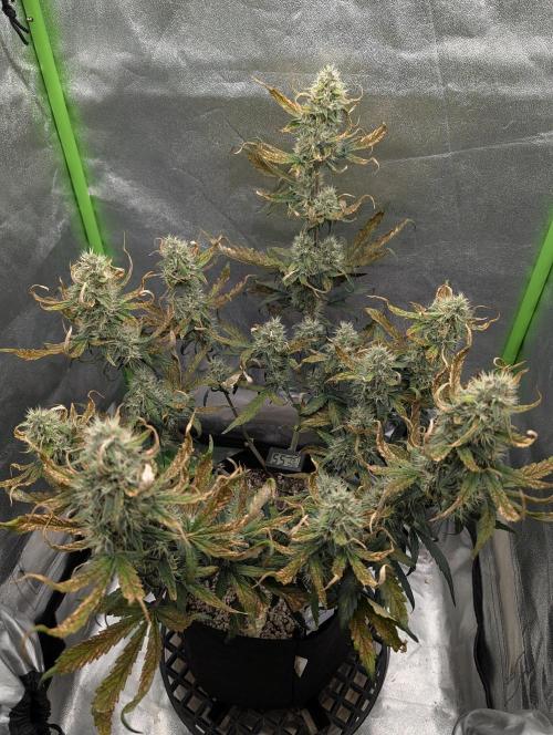 Guava Runtz Auto. Week 9