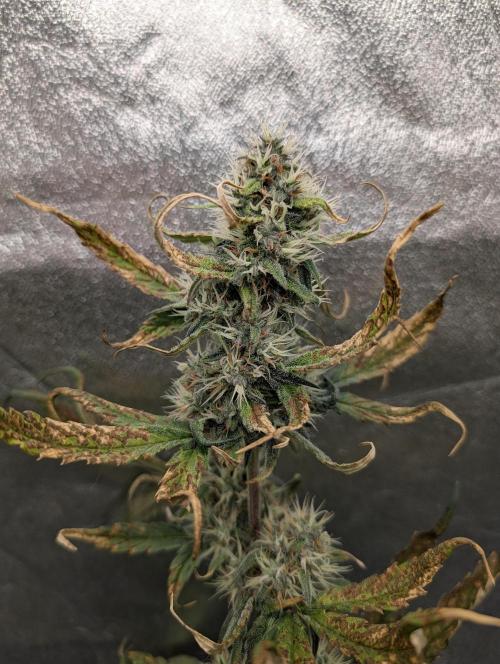 Guava Runtz Auto. Week 9