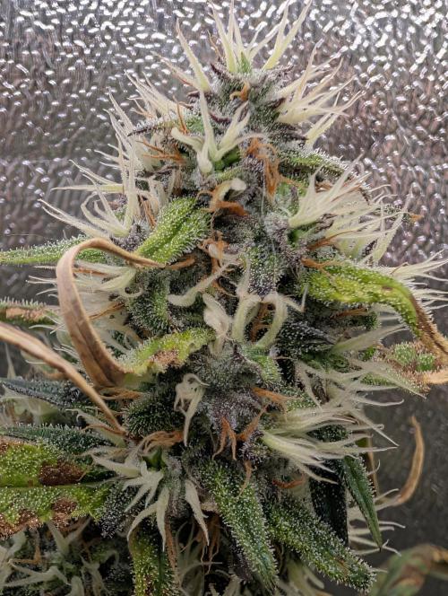 Guava Runtz Auto. Week 9