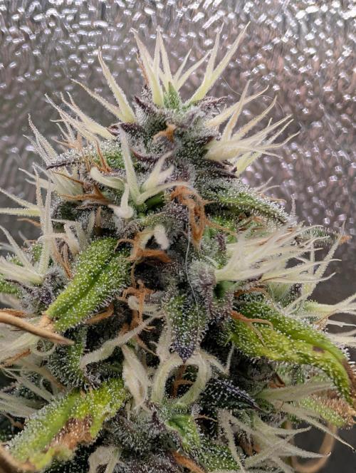 Guava Runtz Auto. Week 9
