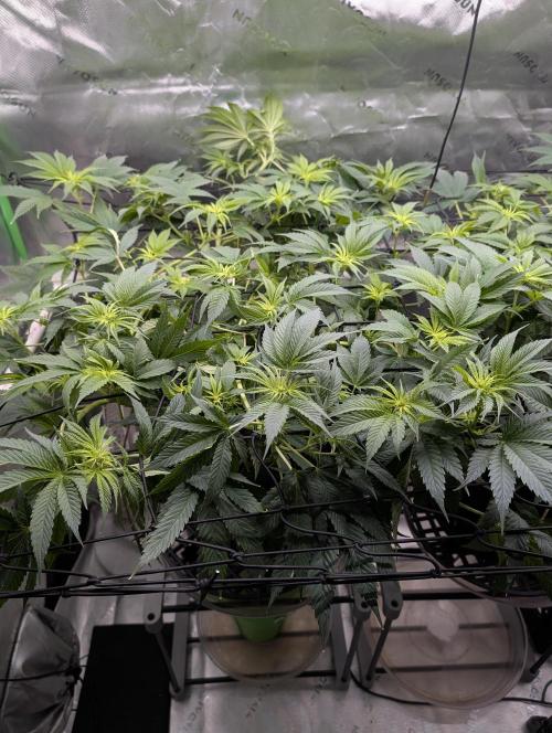 Melonade K. Week 9