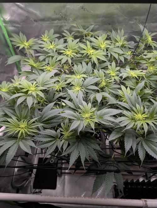 Melonade K. Week 9