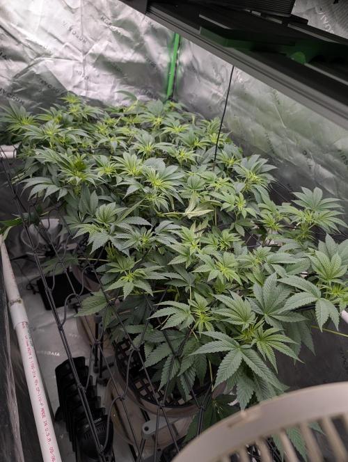 Buster of Lungs. Week 9