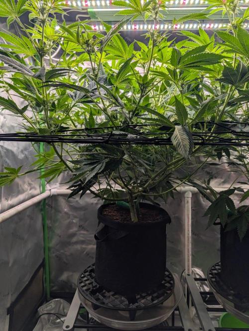 Melonade K. Week 10