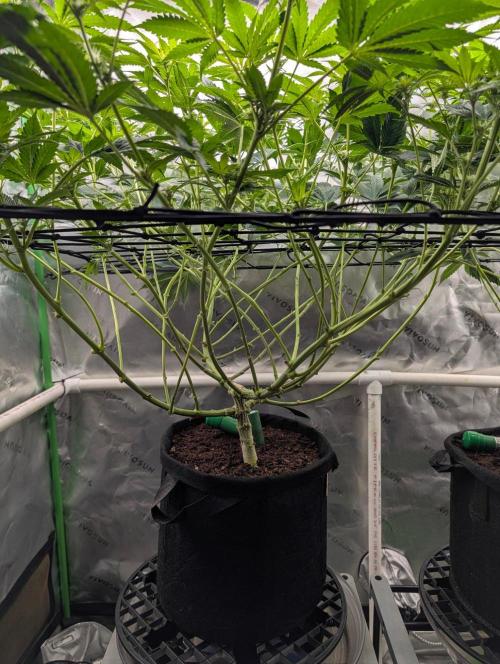 Melonade K. Week 10