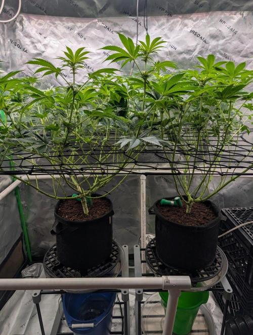 Melonade K. Week 10