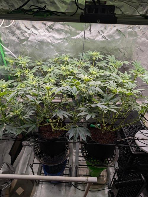 Melonade K. Week 10