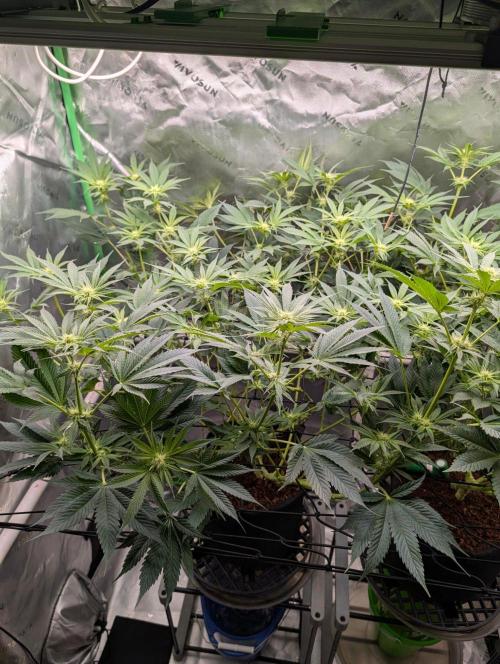 Melonade K. Week 10