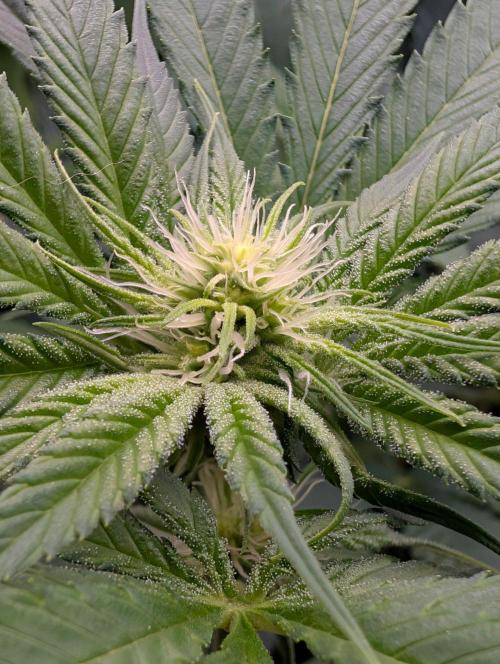 Melonade K. Week 10