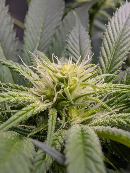 Melonade K. Week 10