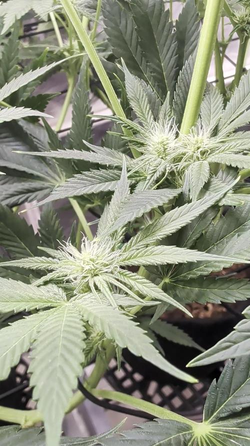 Melonade-K. Week 10