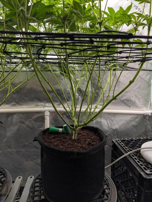 Buster of Lungs. Week 10