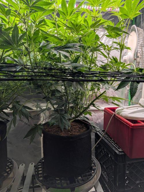 Buster of Lungs. Week 10