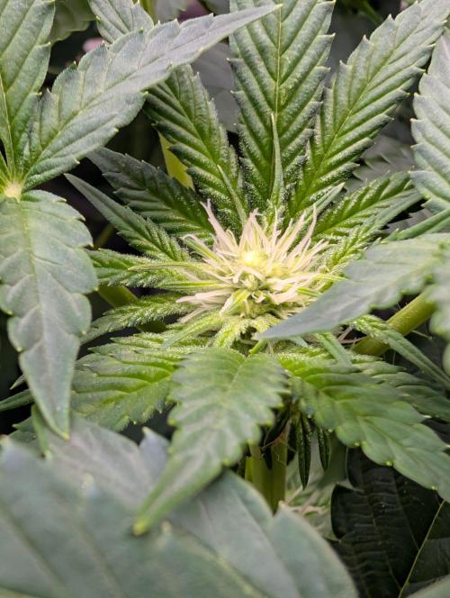 Buster of Lungs. Week 10