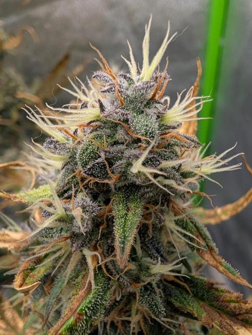 Guava Runtz Auto. Week 10
