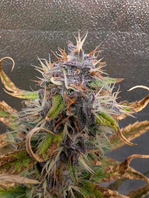 Guava Runtz Auto. Week 10