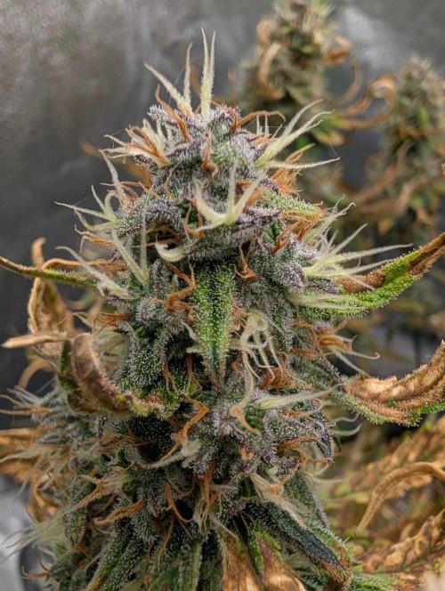 Guava Runtz Auto. Week 10
