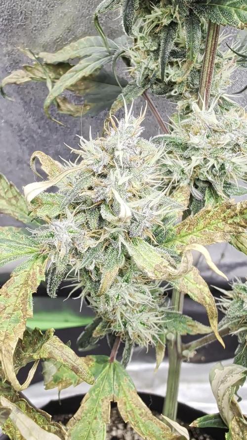 Guava Runtz Auto